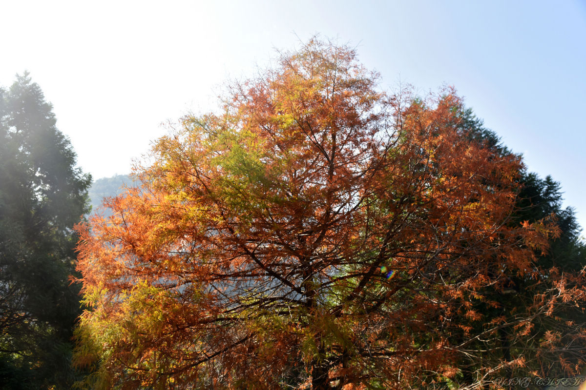 http://i.dcview.tw/gallery/201512/46c2972cacdb5887332a3f2d89f55c87.jpg