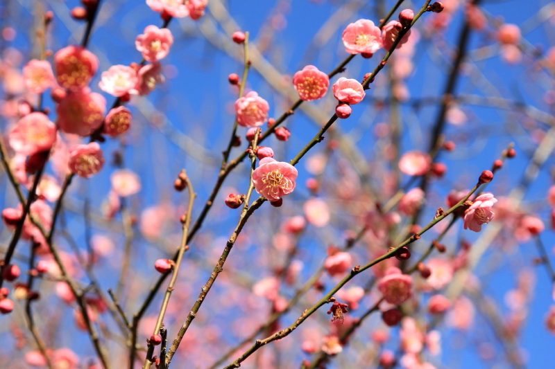 http://i.dcview.tw/gallery/201512/d97956c0c7080468f80afaaa381f11c8.jpg