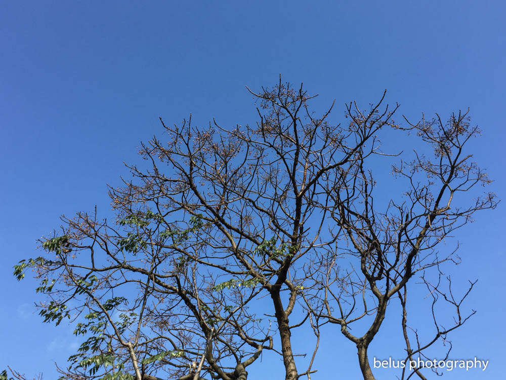 http://i.dcview.tw/gallery/201601/f961b0e852132e73bd1687f89d922fa5.jpg