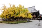 賞楓_西本願寺